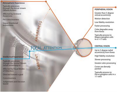 Focal and Ambient Processing of Built Environments: Intellectual and Atmospheric Experiences of Architecture